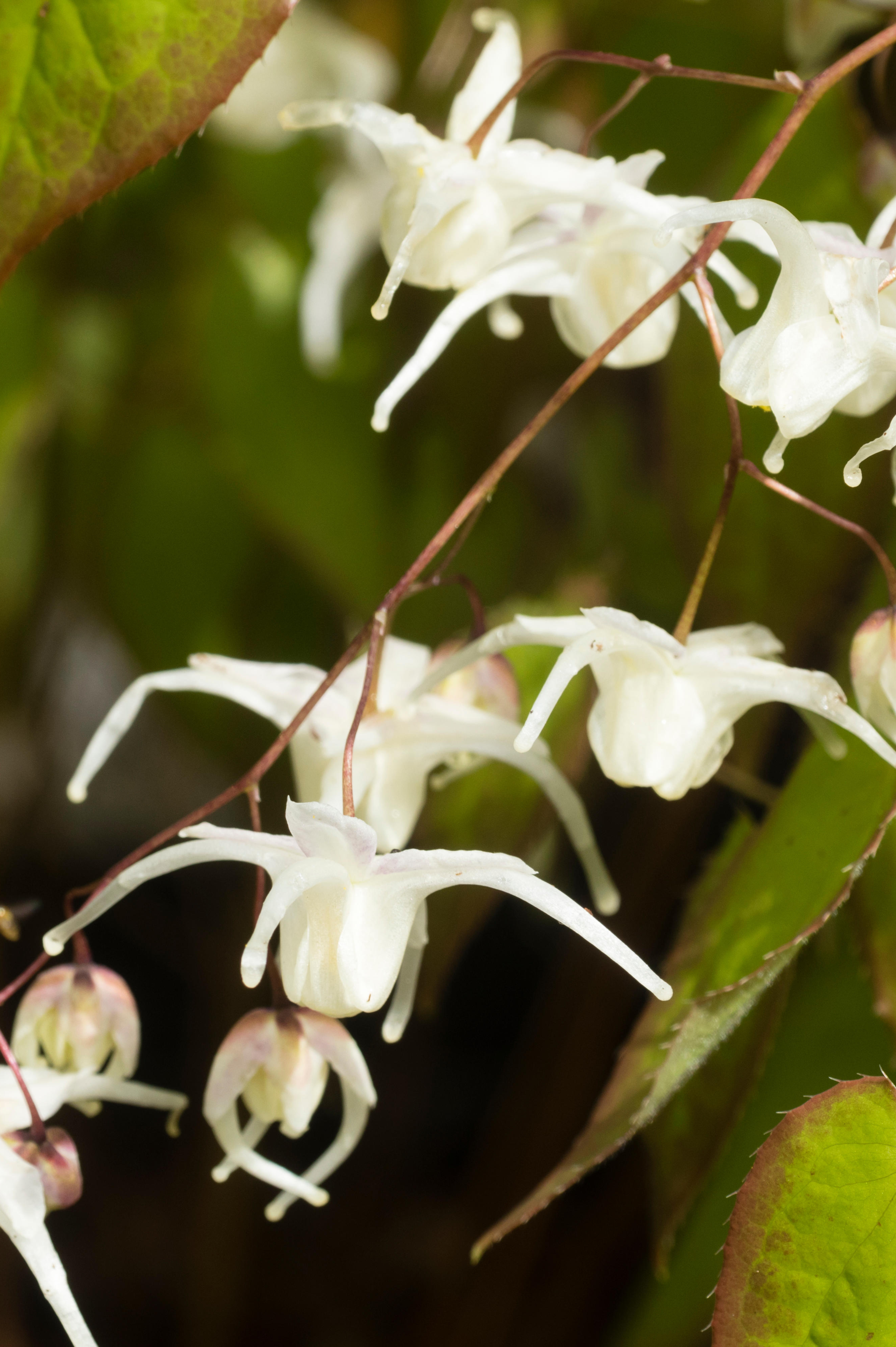 Epimedium grandiflorum 'White Queen' - elfenbloem vaste plant