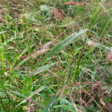 Eragrostis spectabilis 'Great Plains'
