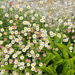 Erigeron karvinskianus