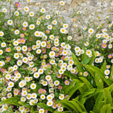Erigeron karvinskianus