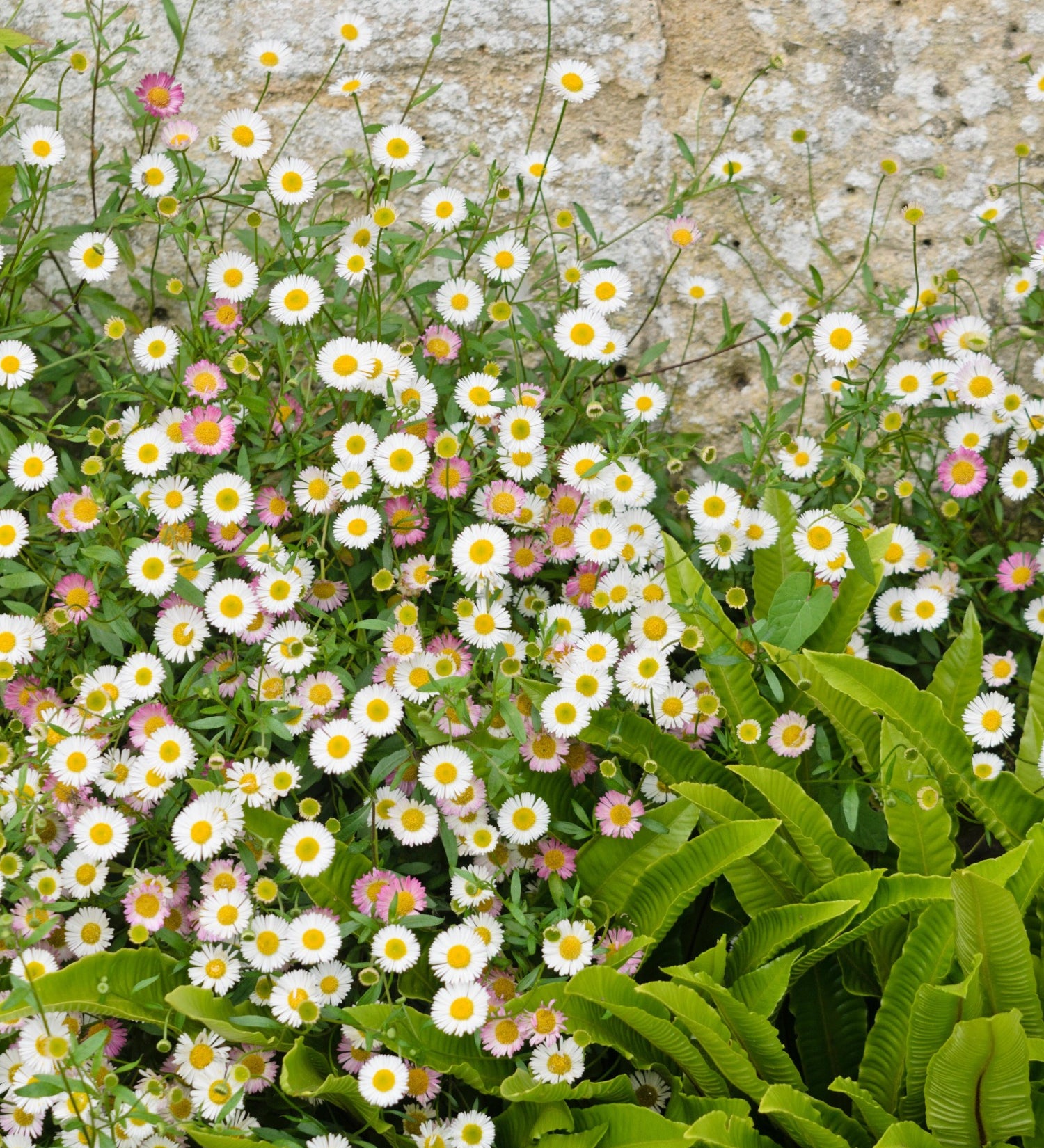 Erigeron karvinskianus