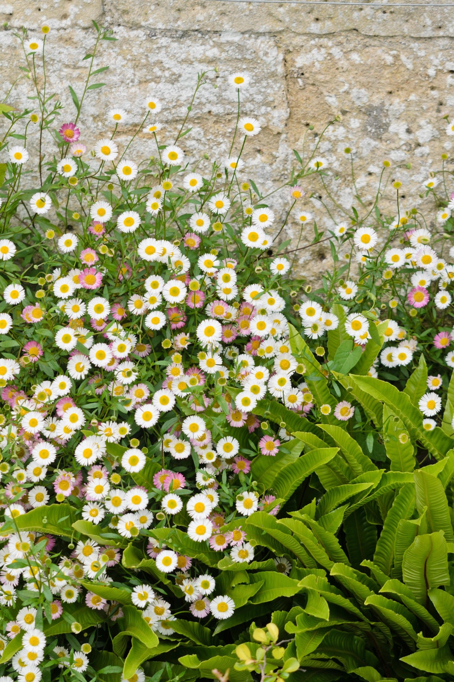 Erigeron karvinskianus