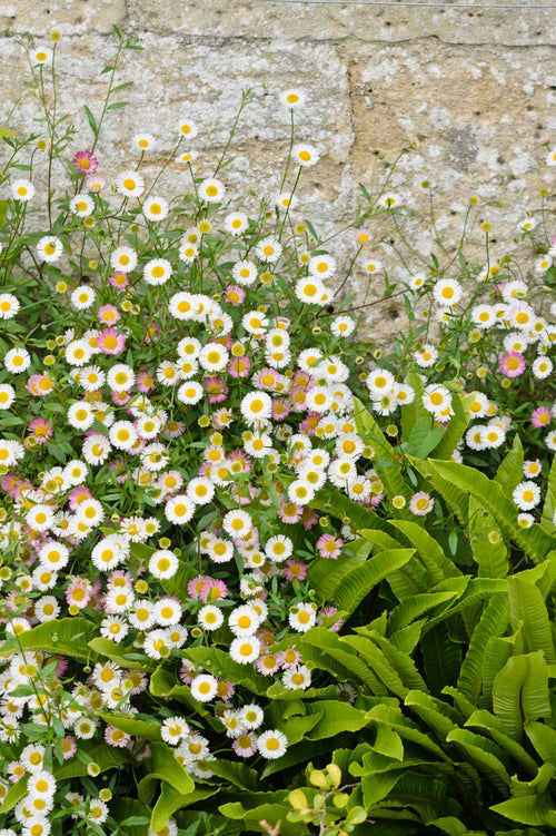 Erigeron karvinskianus
