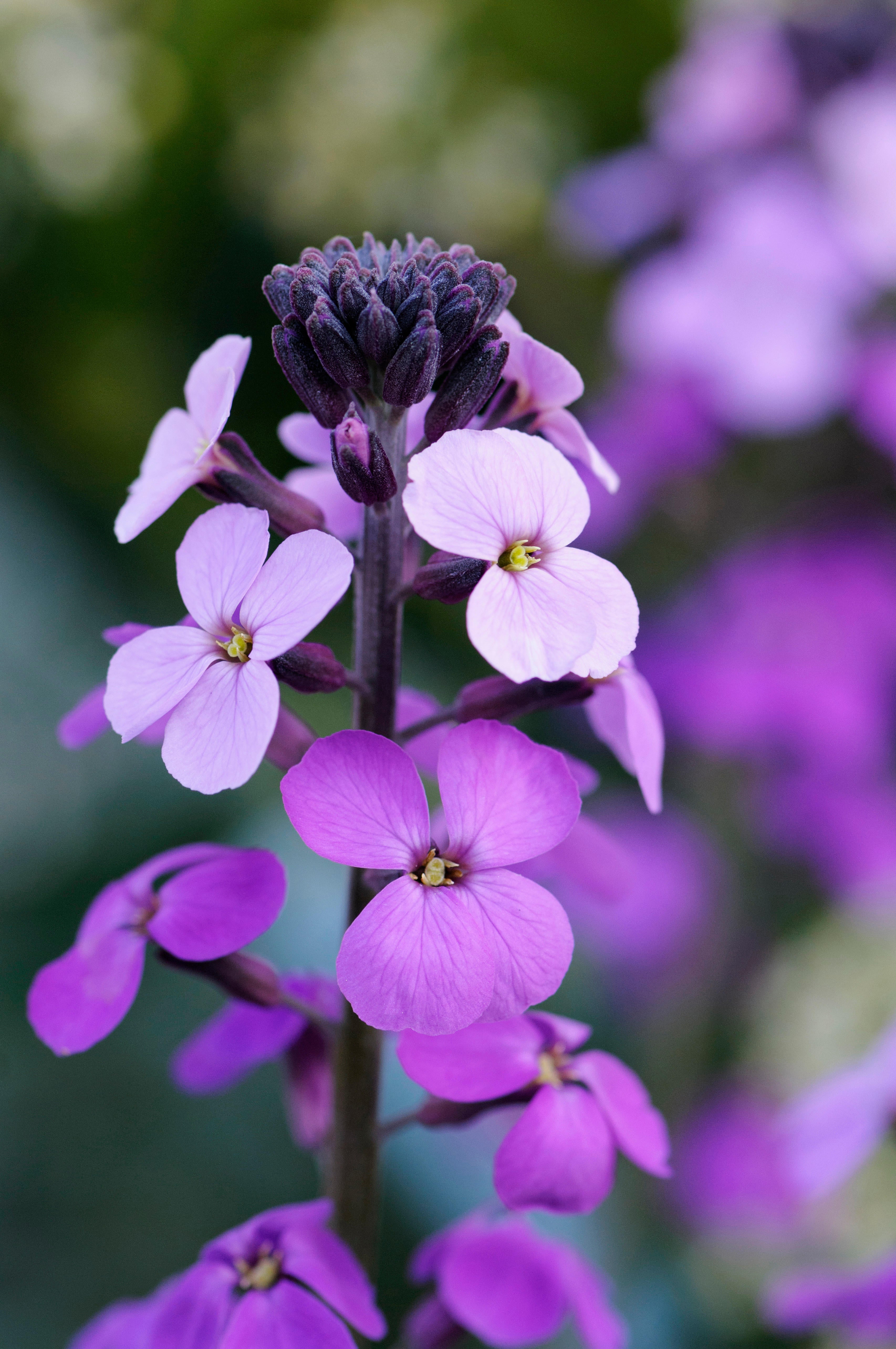 Erysimum linifolium &