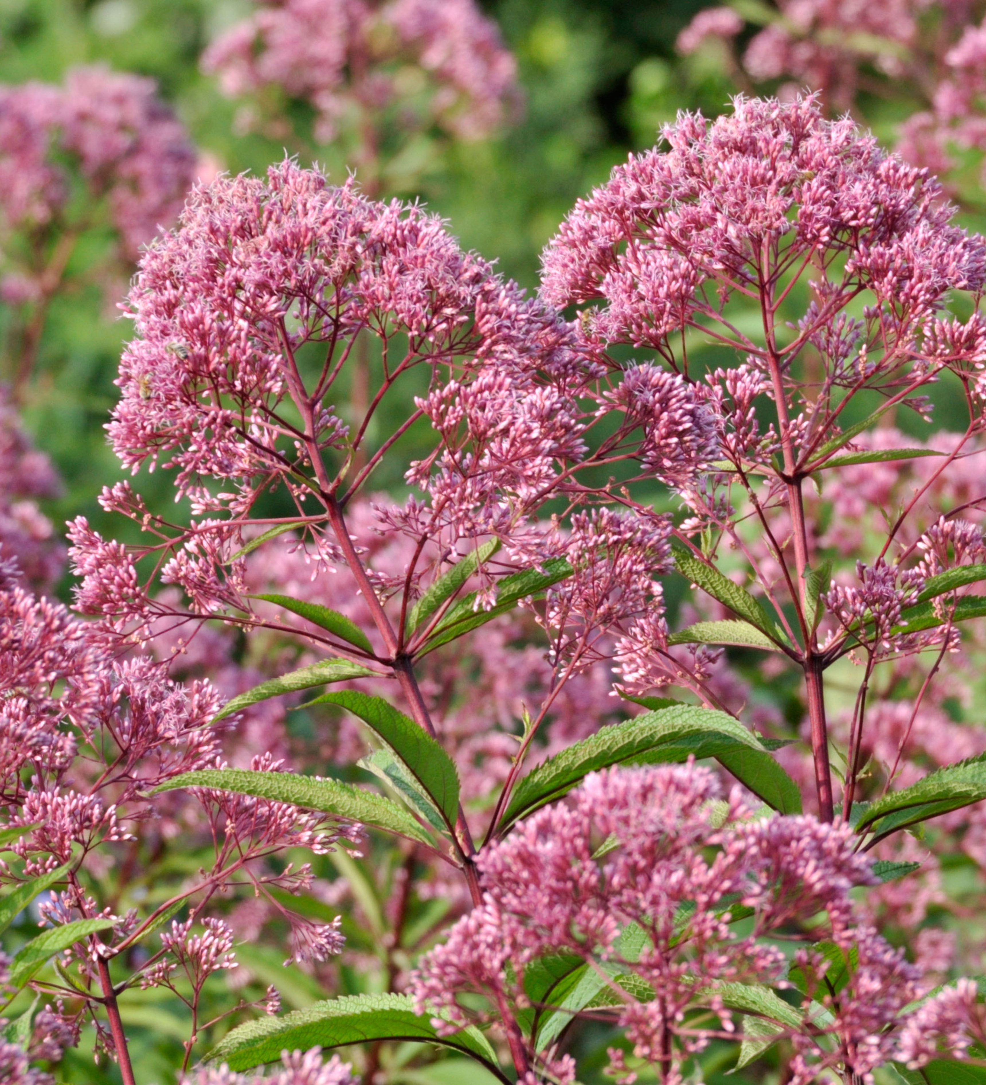 Eupatorium maculatum 'Glutball'