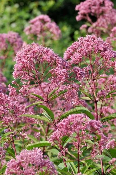 Eupatorium maculatum 'Glutball'