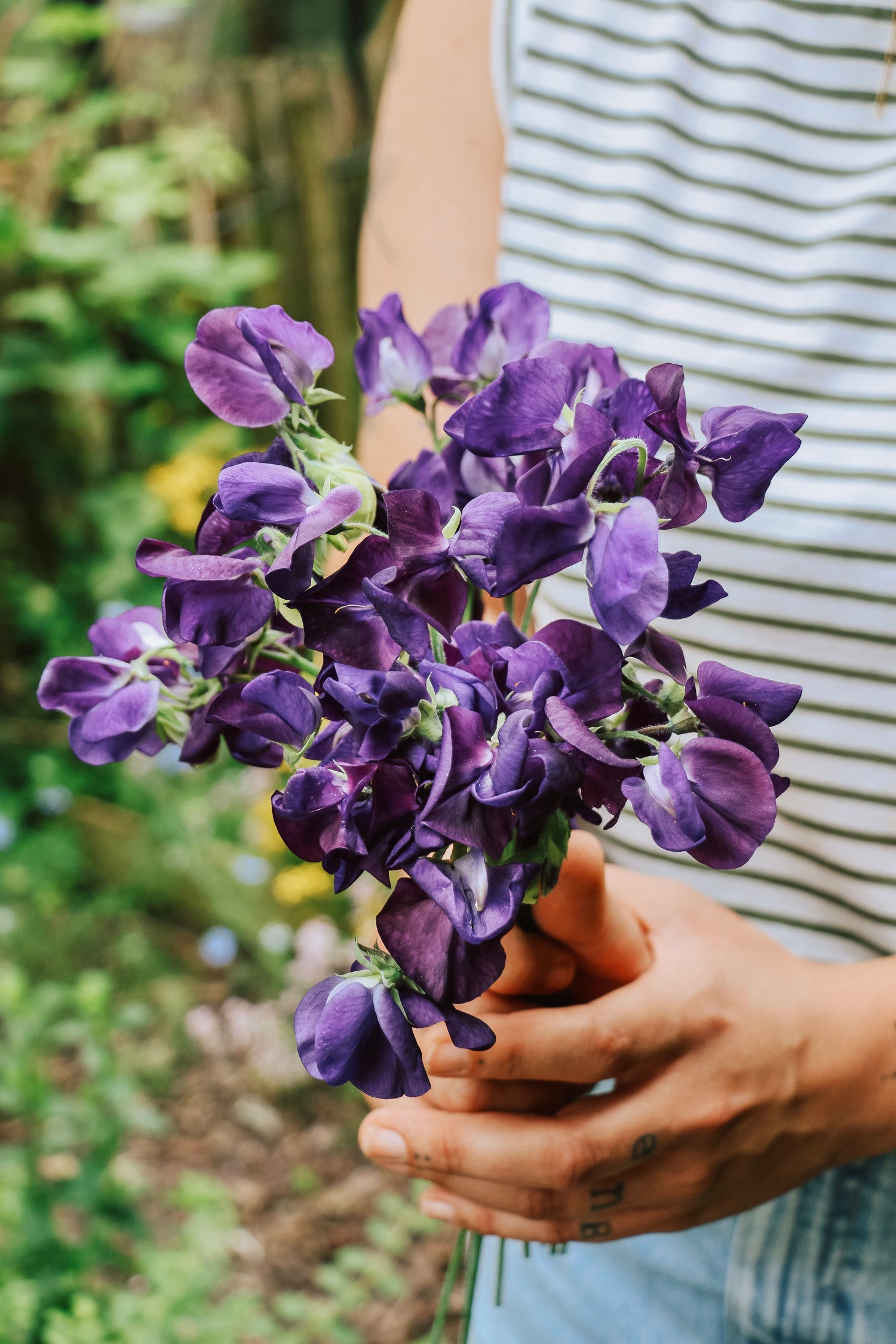 Lathyrus odoratus &