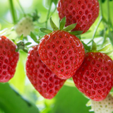 Aardbei 'Mara des Bois'