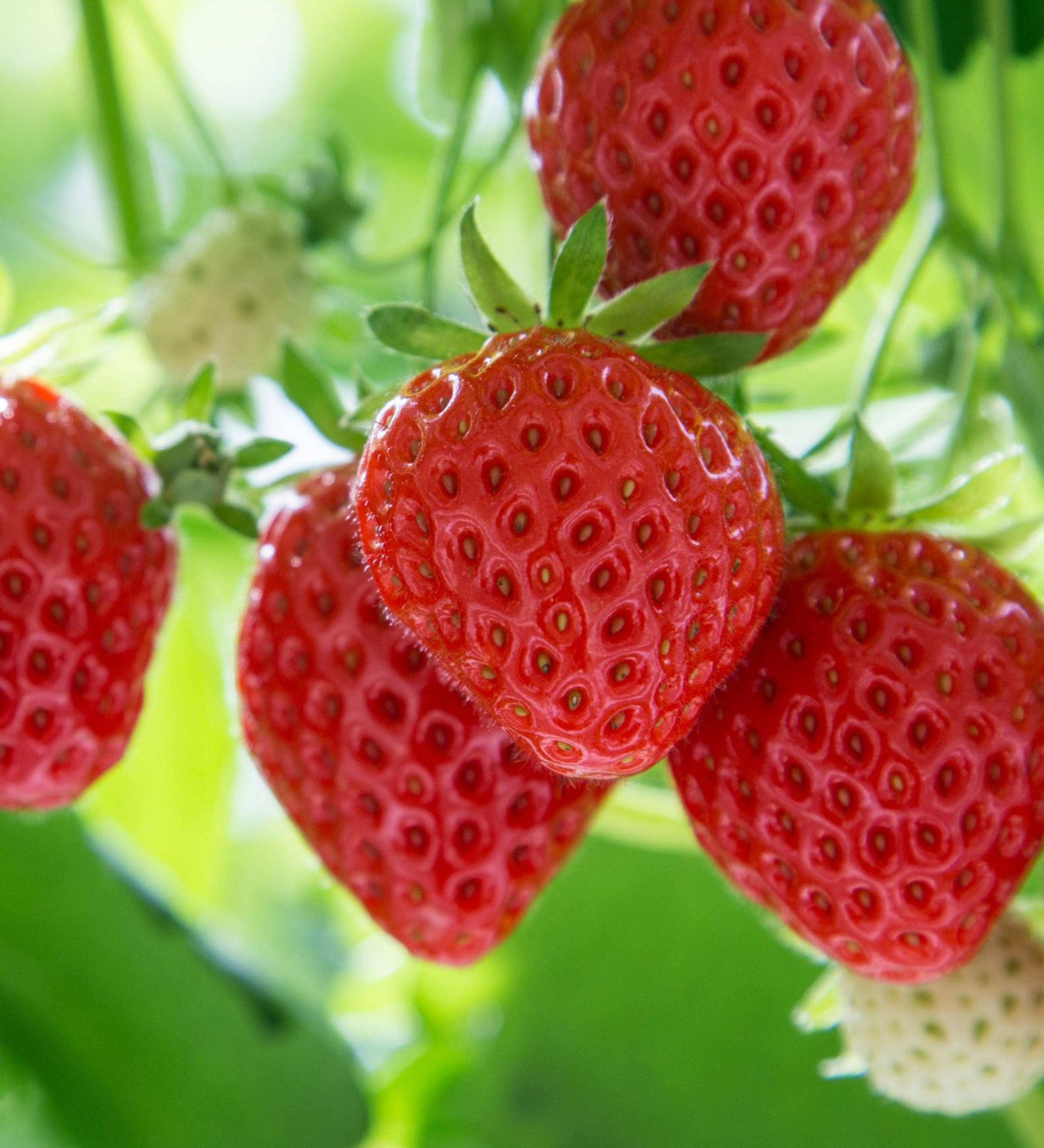 Aardbei 'Mara des Bois'