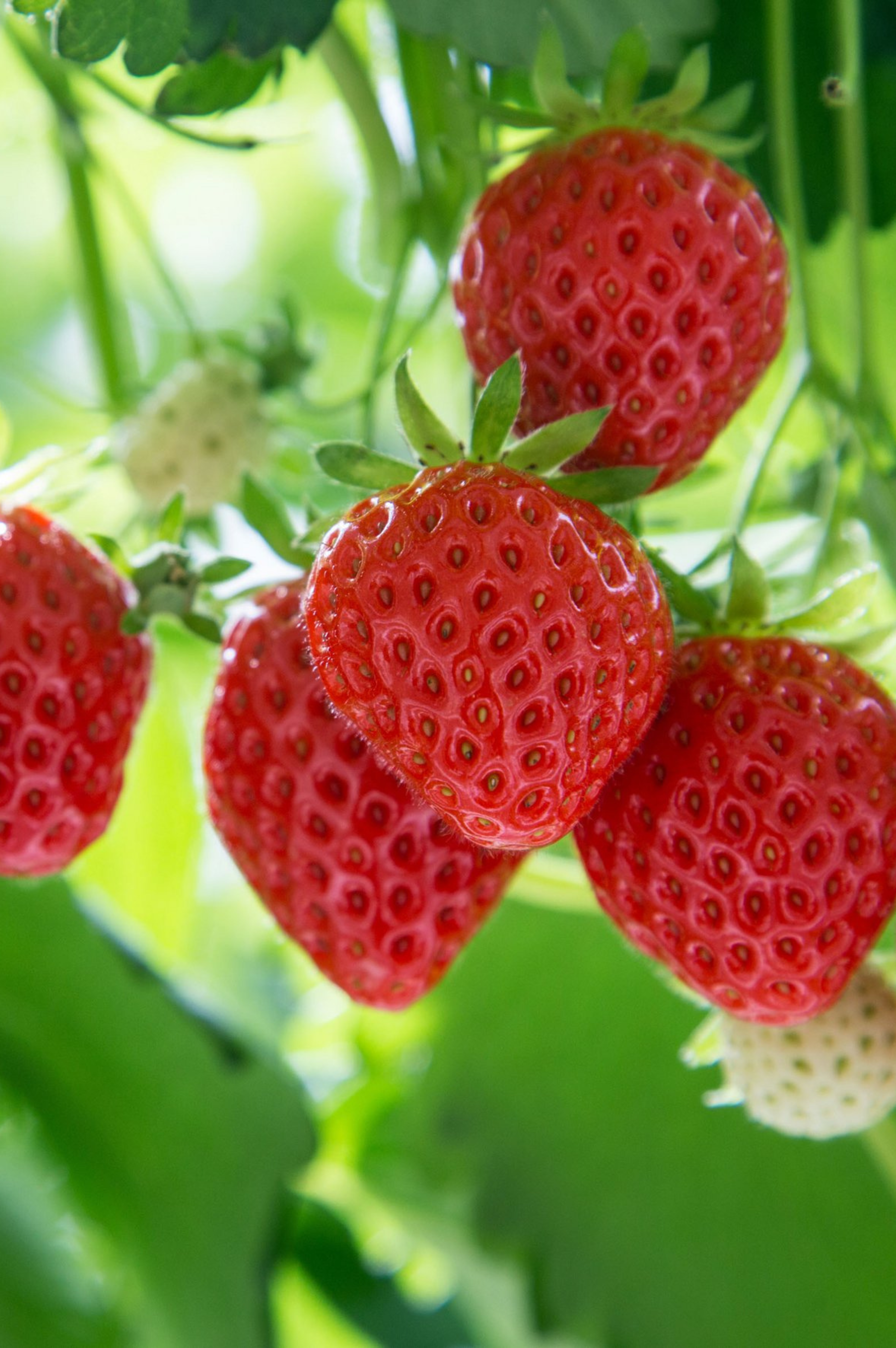 Aardbei 'Mara des Bois'