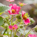 Aardbei 'Pink Marathon'