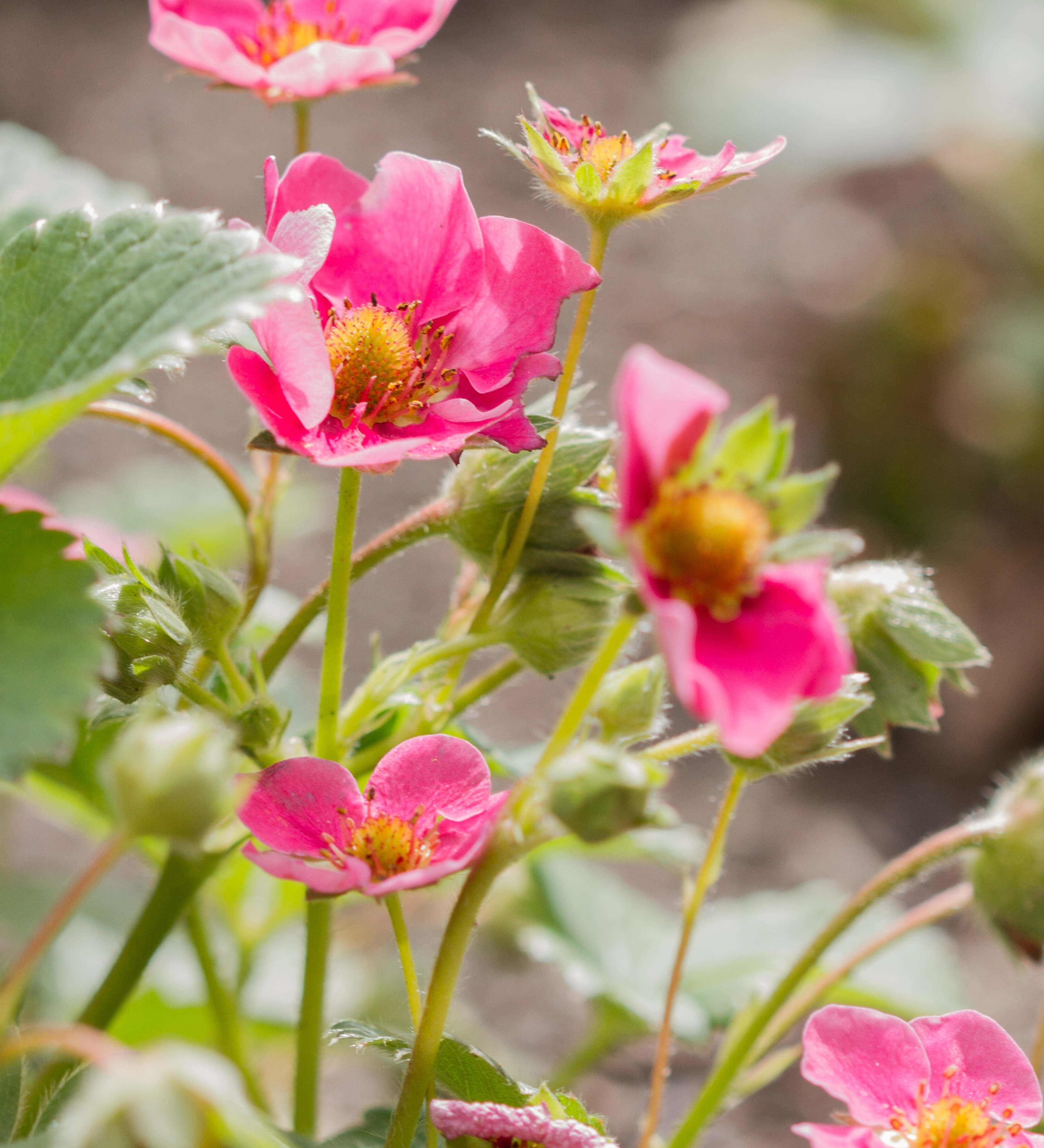 Aardbei 'Pink Marathon'