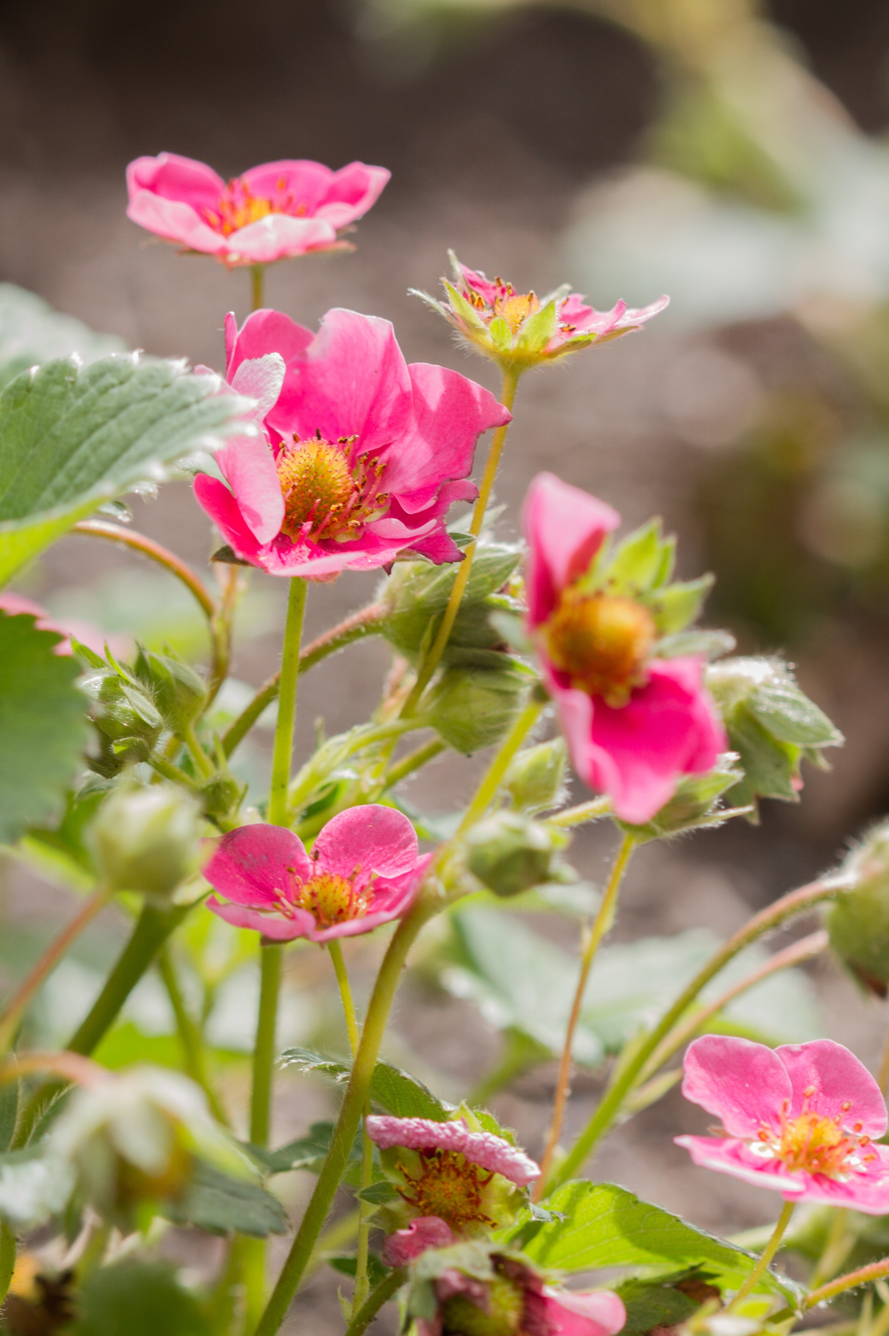 Aardbei 'Pink Marathon'