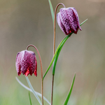 Fritillaria meleagris
