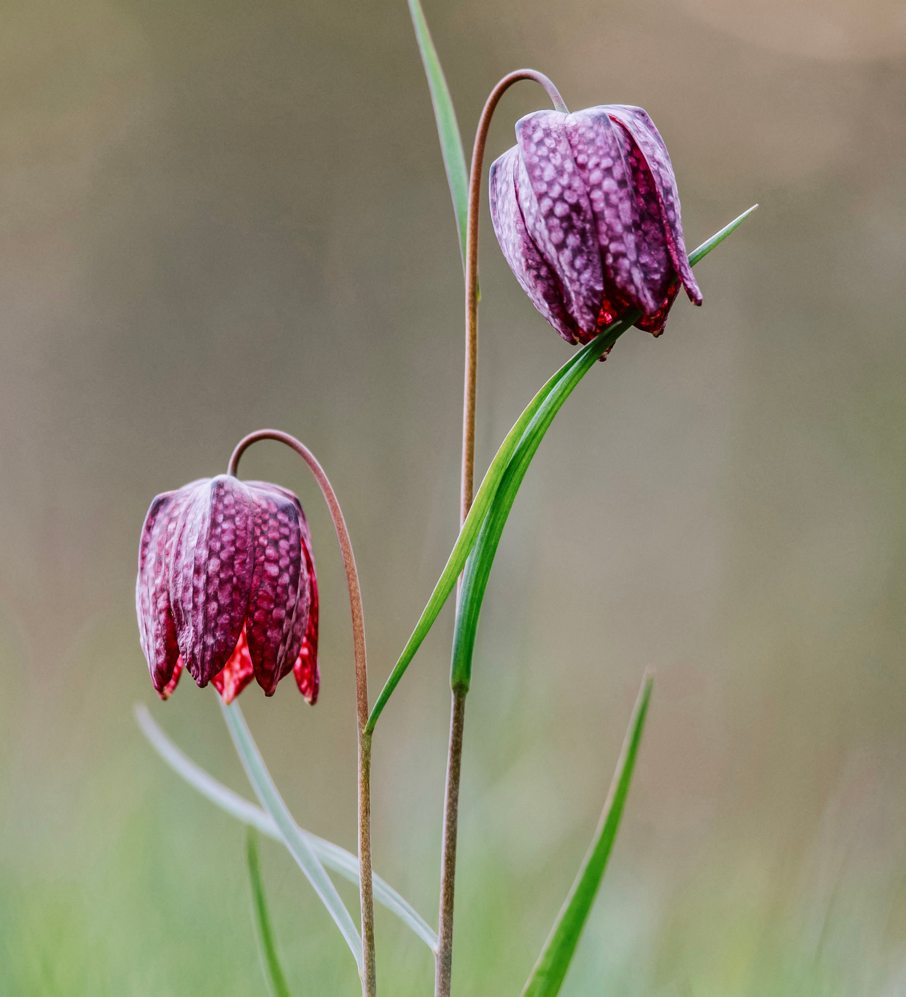 Fritillaria meleagris