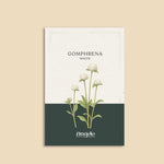 Gomphrena globosa 'white'-Angelo