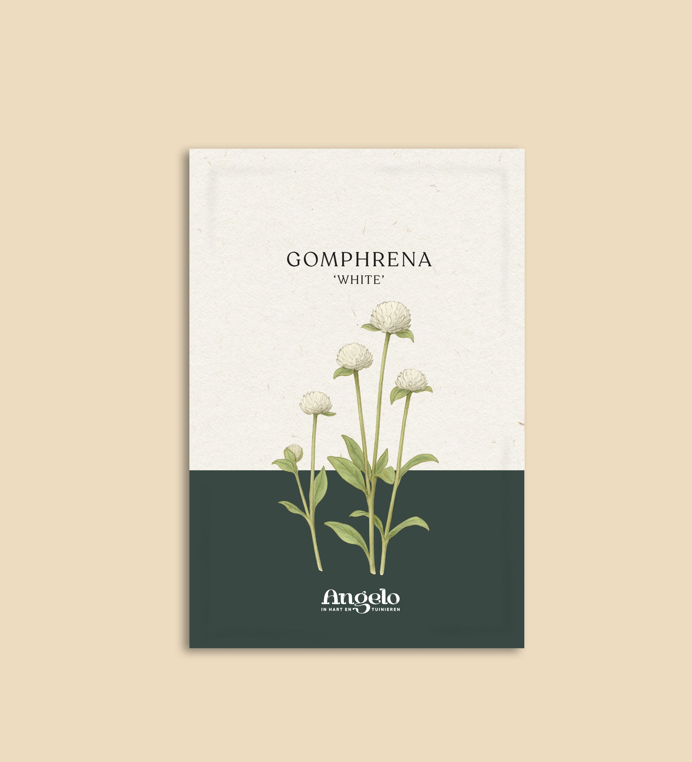 Gomphrena globosa 'white'-Angelo