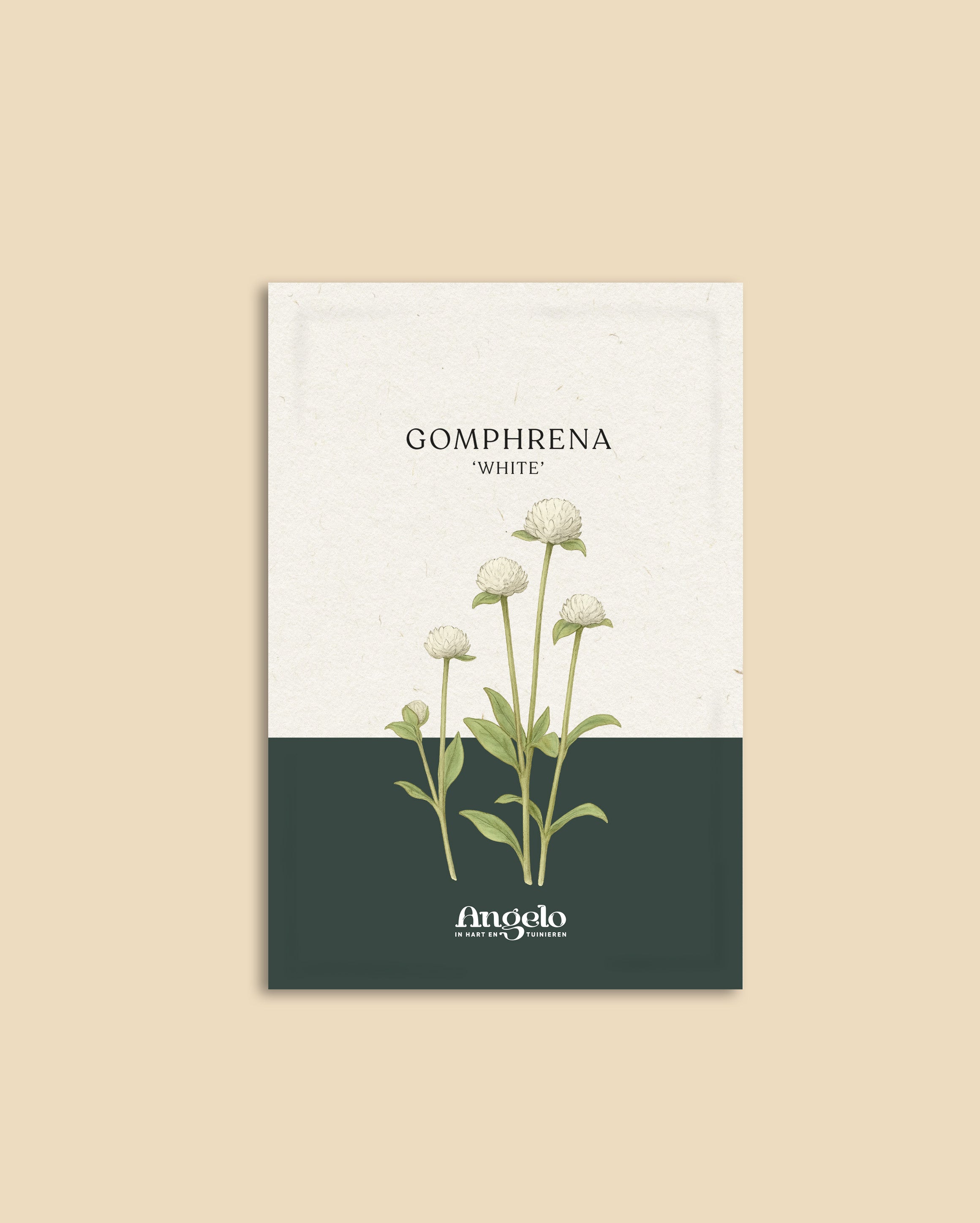 Gomphrena globosa 'white'-Angelo