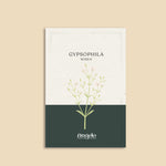 Gypsophila elegans 'rosea'-Angelo