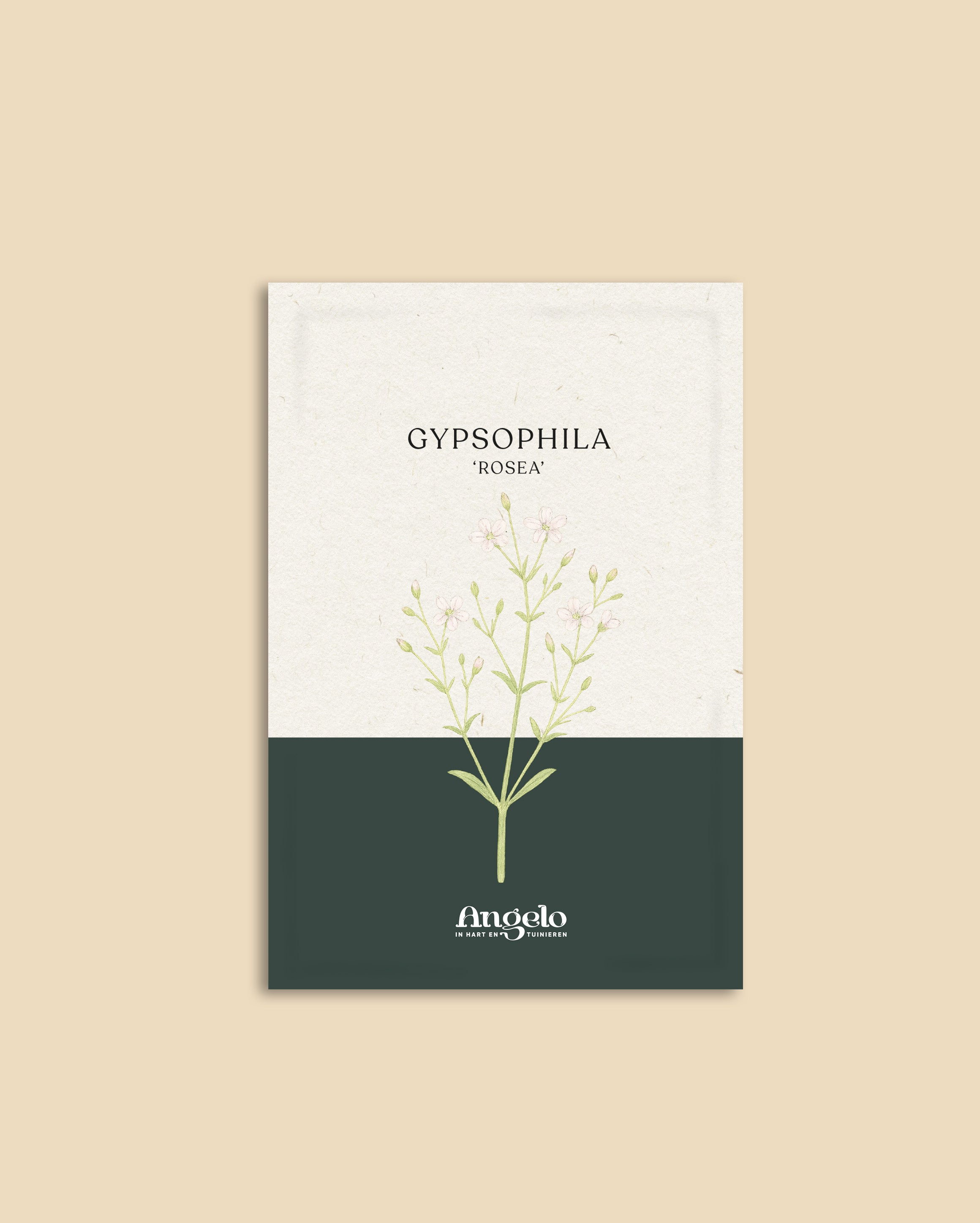 Gypsophila elegans 'rosea'-Angelo