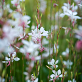 Gaura lindheimeri 'Whirling Butterflies'