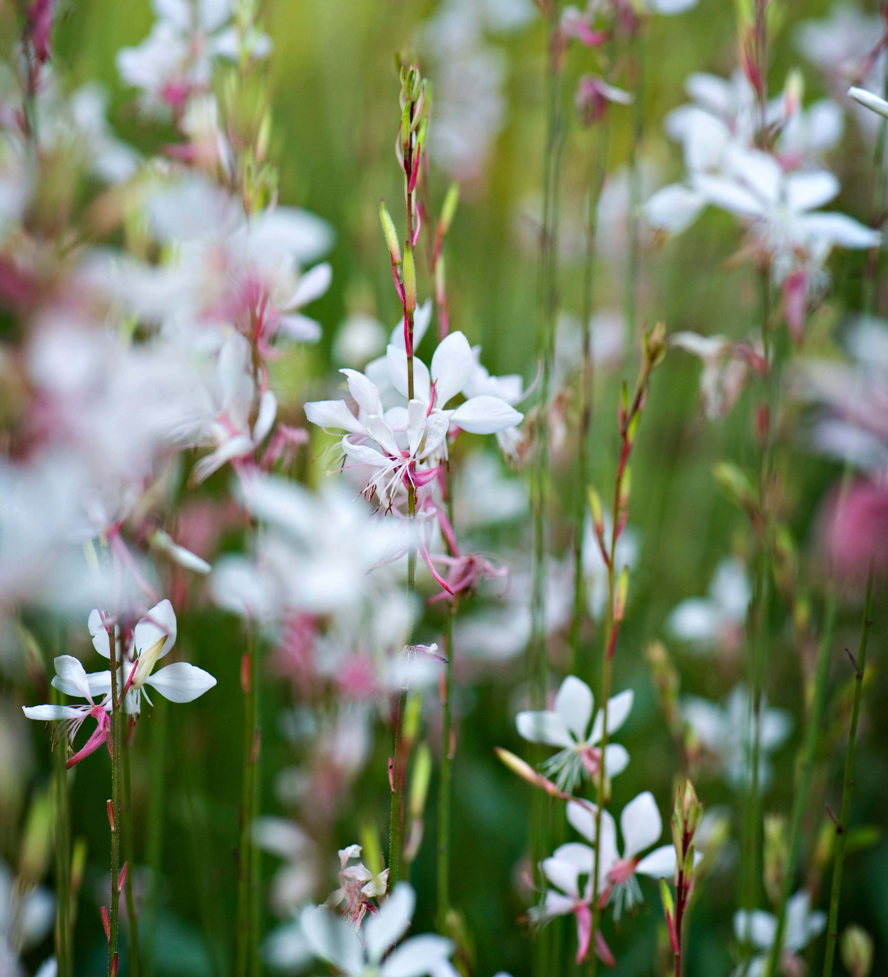 Gaura lindheimeri 'Whirling Butterflies'