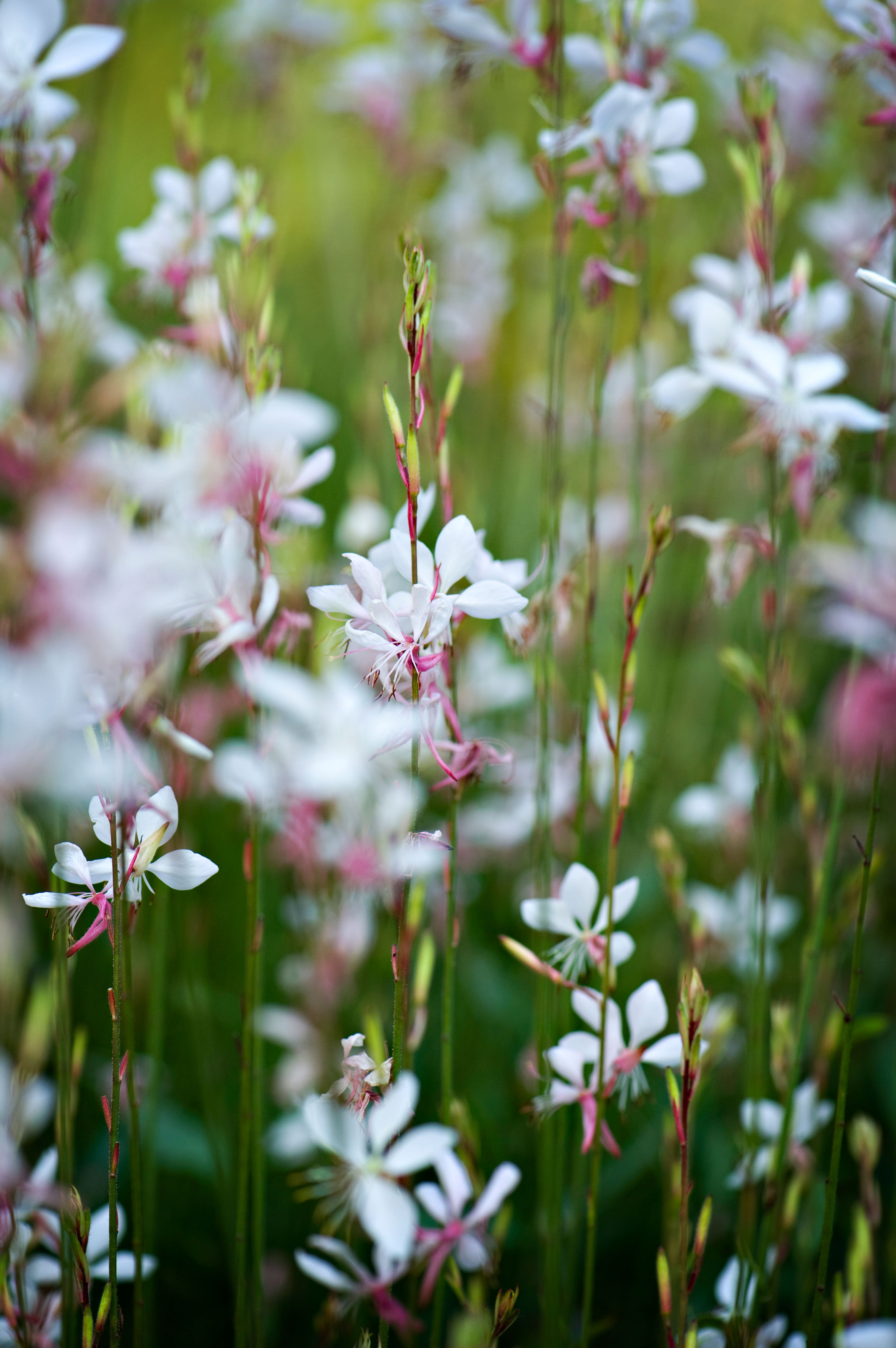 Gaura lindheimeri 'Whirling Butterflies'