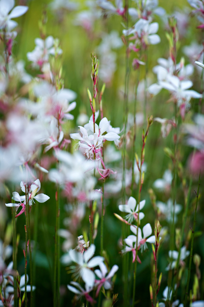 Gaura lindheimeri 'Whirling Butterflies'