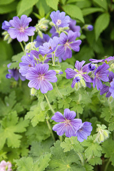 Geranium 'Alan Mayes'