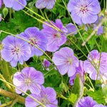 Geranium 'Azure Rush'