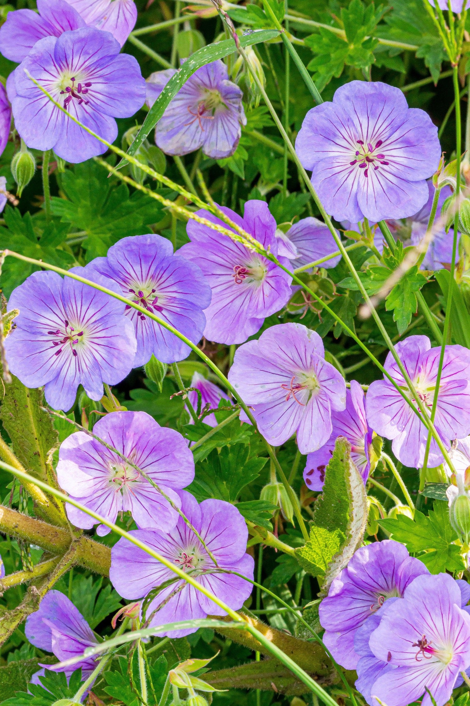 Geranium 'Azure Rush'