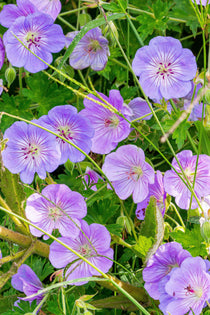 Geranium 'Azure Rush'