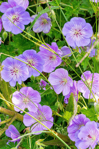 Geranium 'Azure Rush'