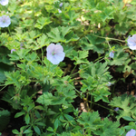 Geranium 'Lilac Ice'