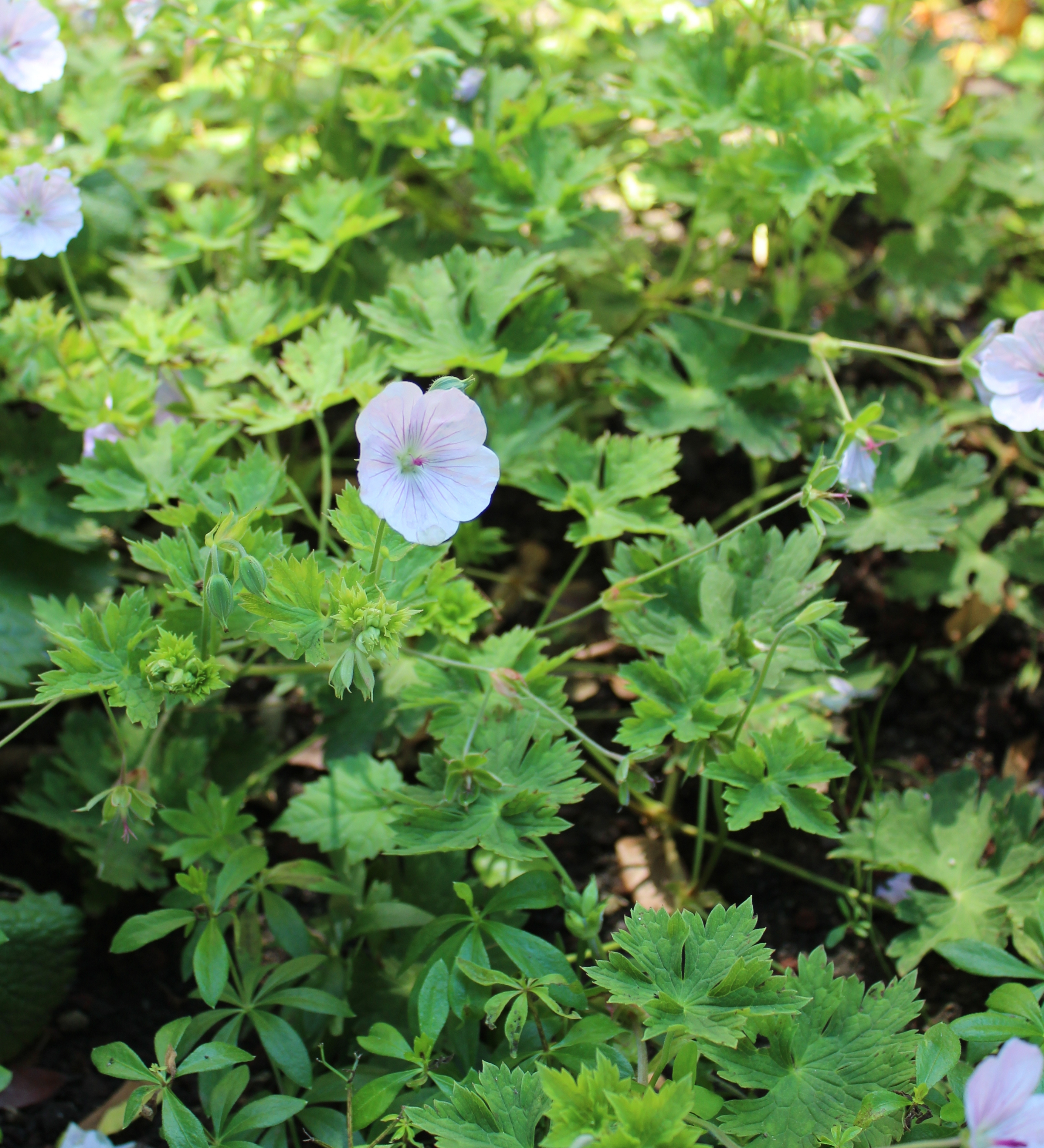 Geranium 'Lilac Ice'