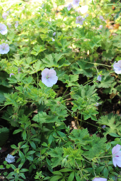 Geranium 'Lilac Ice'