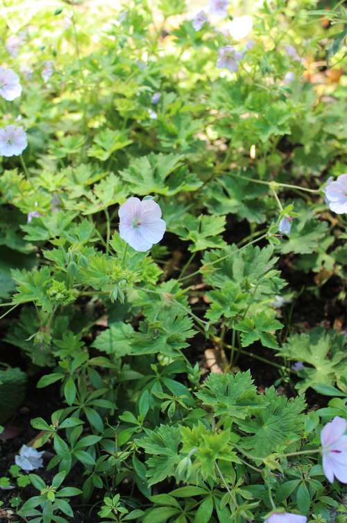Geranium 'Lilac Ice'
