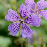 Geranium 'Philippe Vapelle'