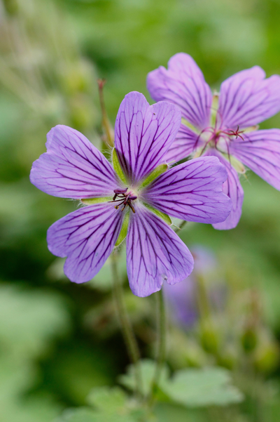 Geranium 'Philippe Vapelle'