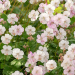 Geranium cantabrigiense 'Biokovo'-Angelo