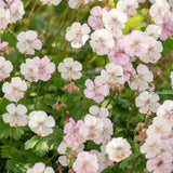 Geranium cantabrigiense 'Biokovo'-Angelo