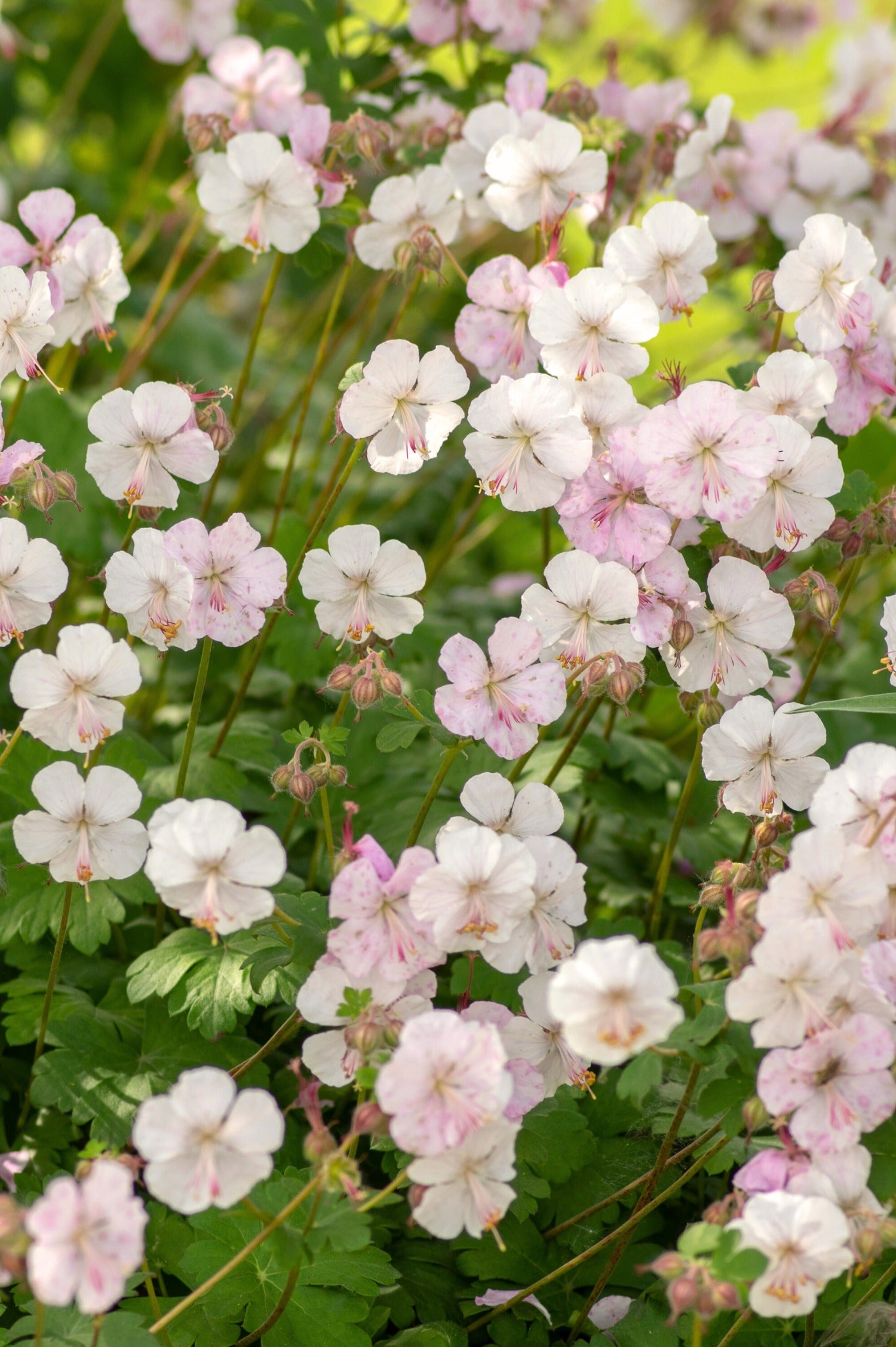 Geranium cantabrigiense 'Biokovo'-Angelo