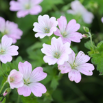 Geranium hybride 'Dreamland' - ooievaarsbek vaste plant