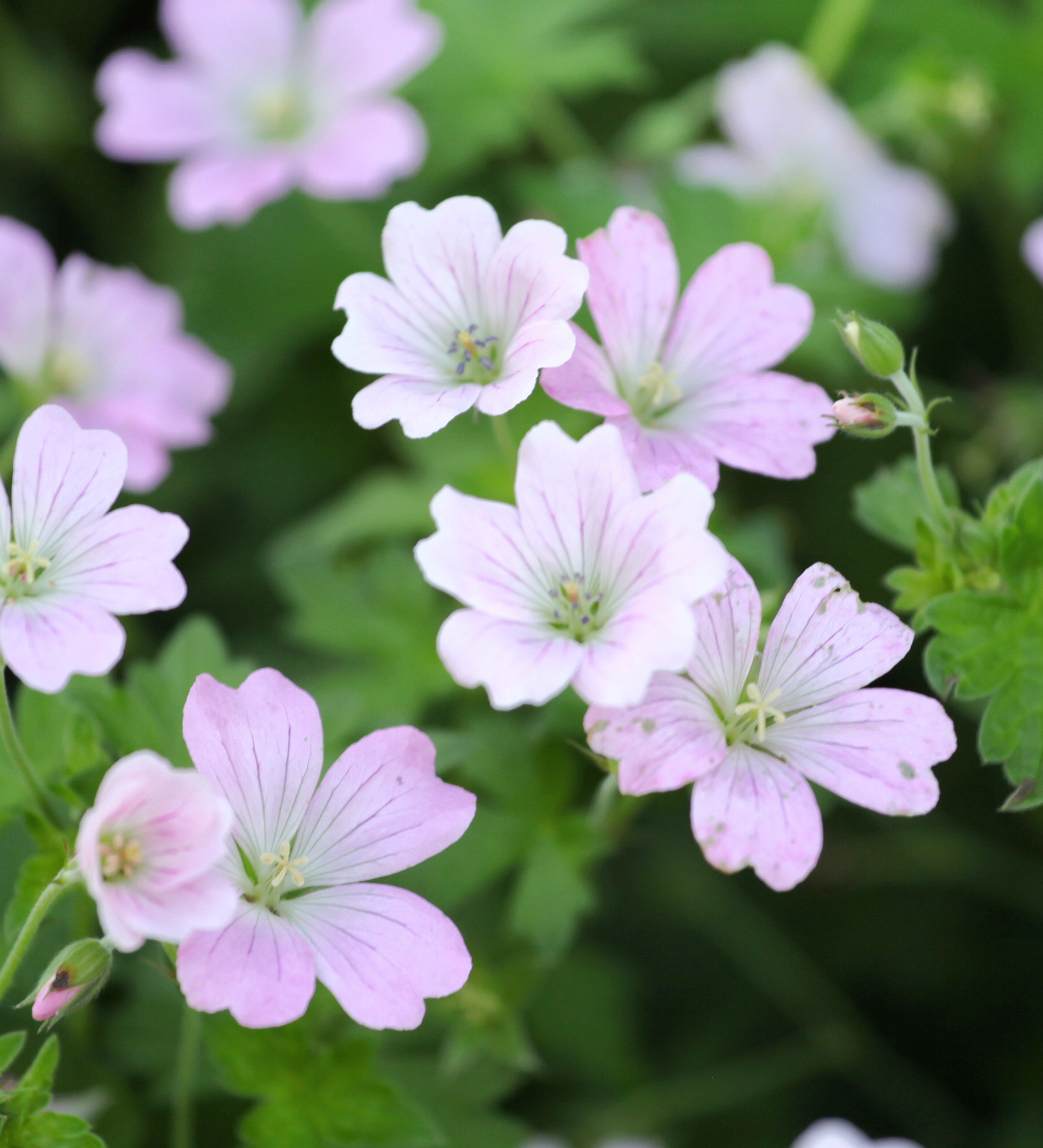 Geranium hybride 'Dreamland' - ooievaarsbek vaste plant