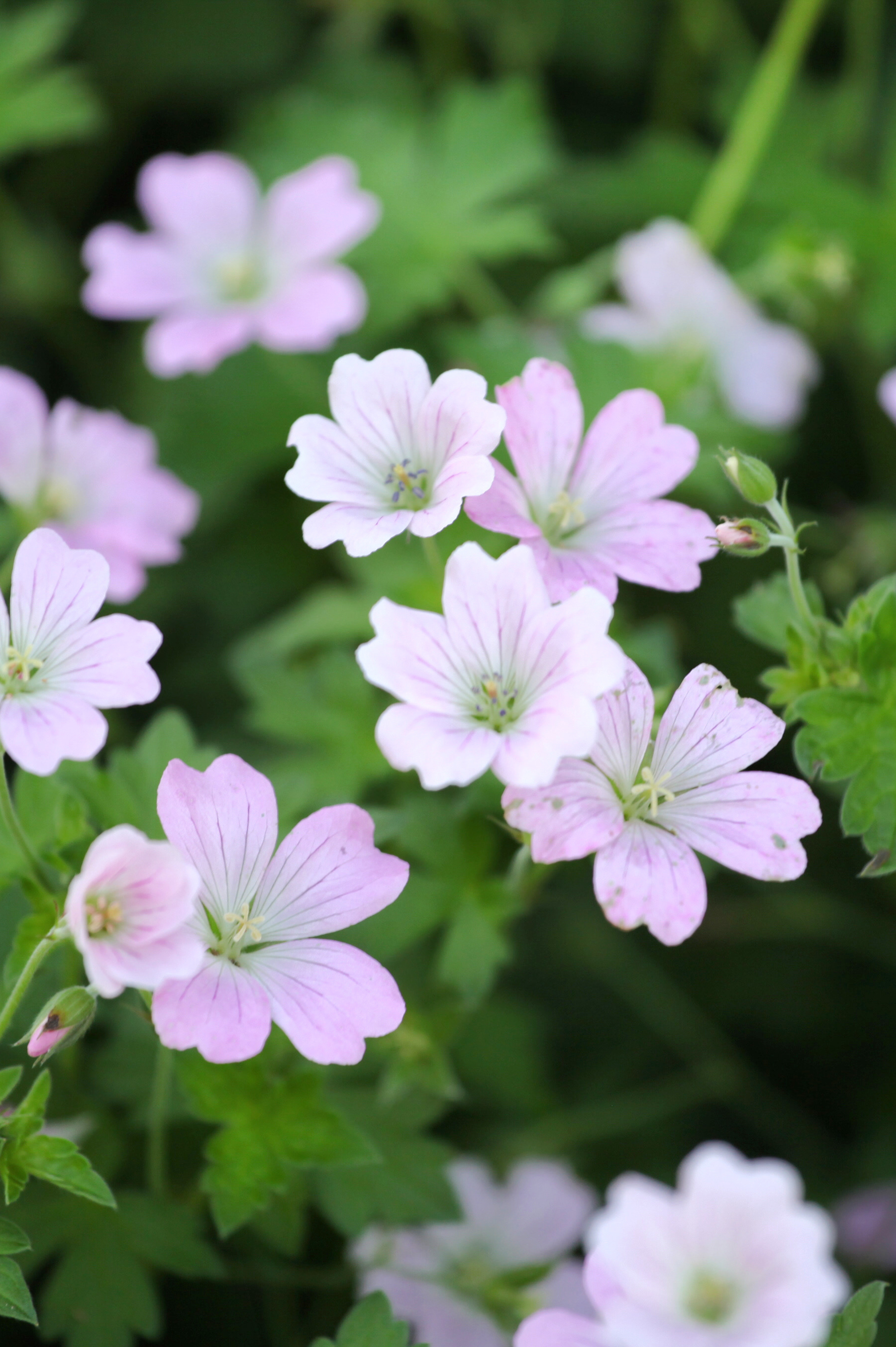 Geranium hybride 'Dreamland' - ooievaarsbek vaste plant