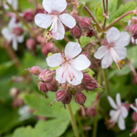 Geranium macrorrhizum 'Spessart'