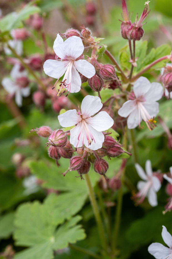 Geranium macrorrhizum 'Spessart'
