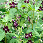 Geranium phaeum