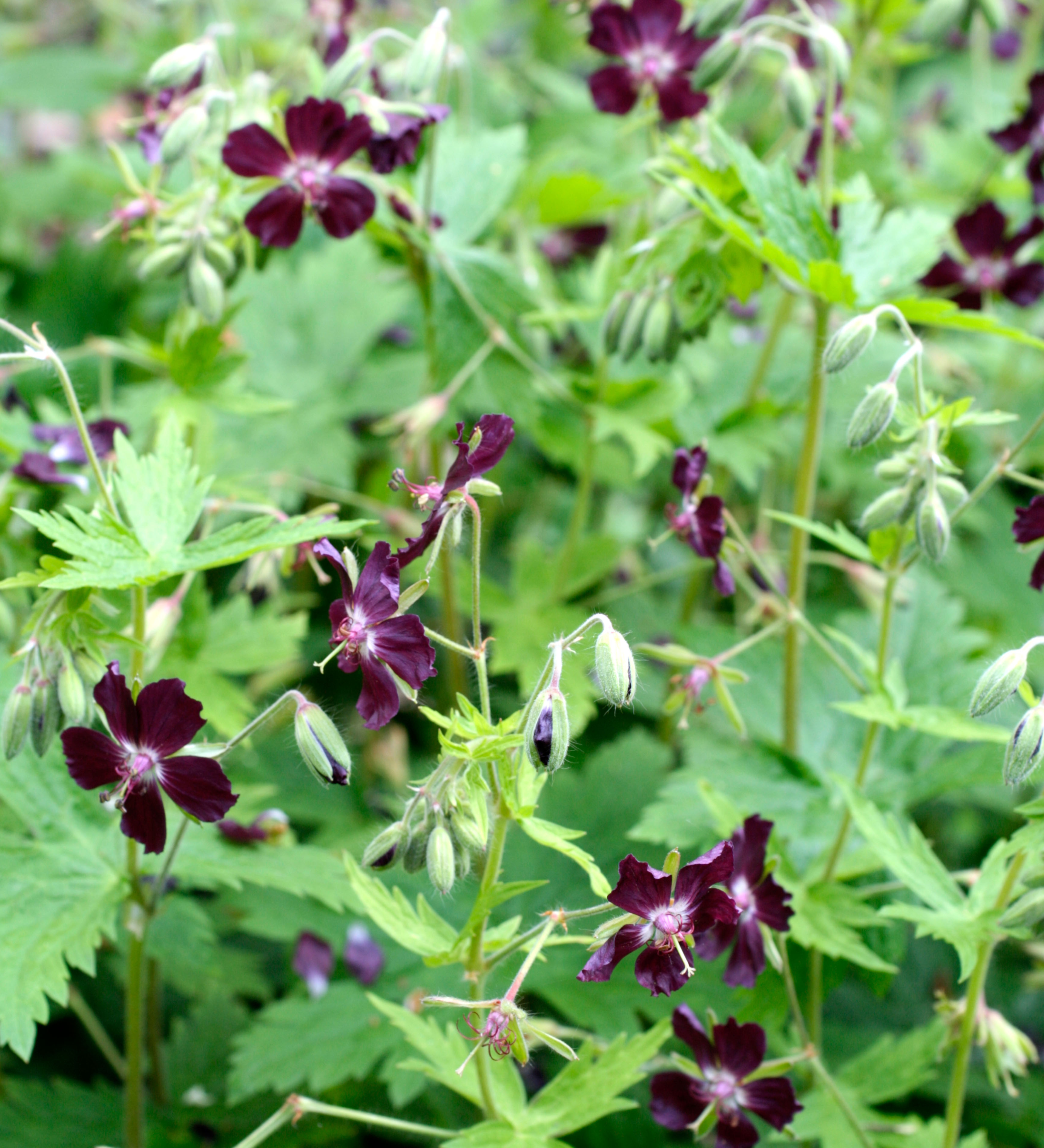 Geranium phaeum
