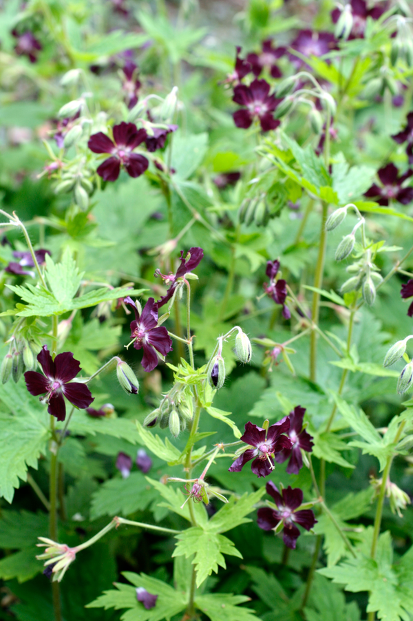Geranium phaeum